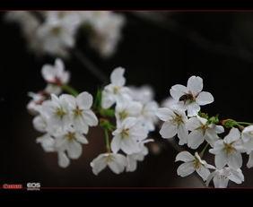 风临樱花开,浪漫时光里的诗意邂逅